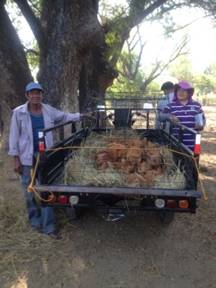 free-range-chicken-dispersal-under-agri-pinoy-livestock-banner-program-1